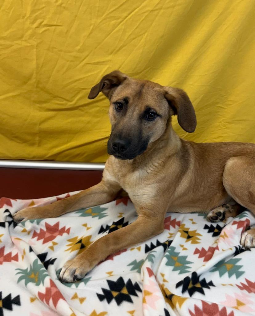 Enlarge Catfish Charlie, a Adoptable Black Mouth Cur in Nacogdoches, TX image 3/5