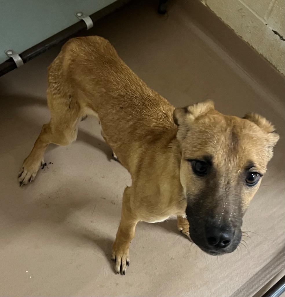 Enlarge Catfish Charlie, a Adoptable Black Mouth Cur in Nacogdoches, TX image 1/1
