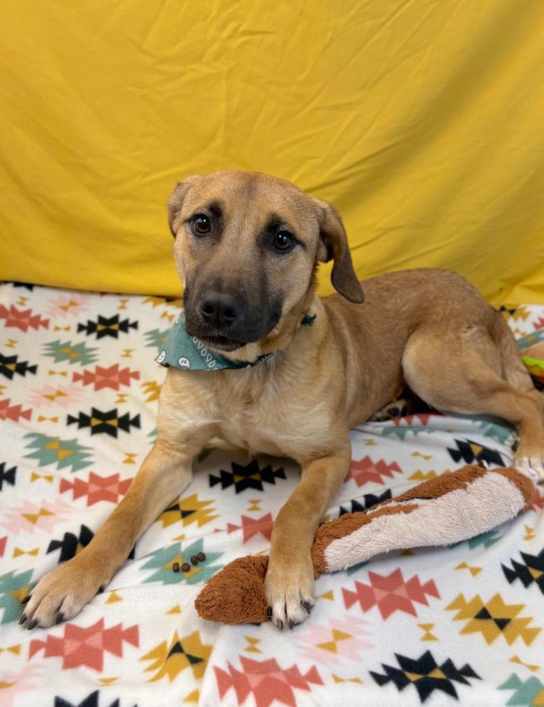 Enlarge Catfish Charlie, a Adoptable Black Mouth Cur in Nacogdoches, TX image 4/5