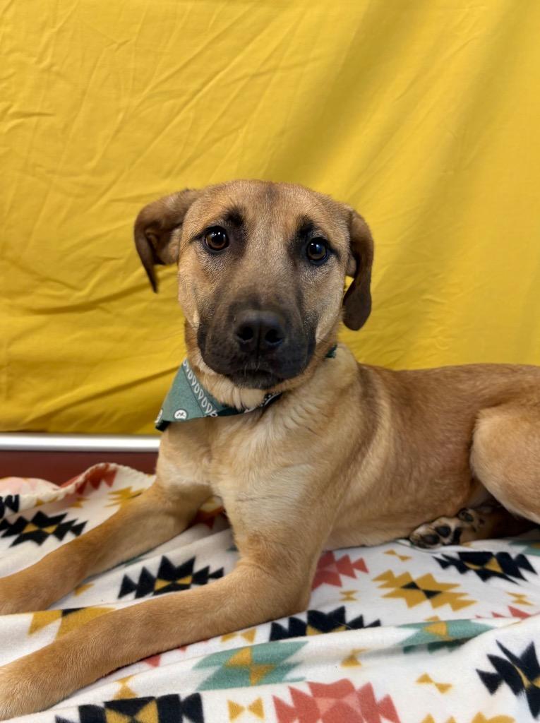 Enlarge Catfish Charlie, a Adoptable Black Mouth Cur in Nacogdoches, TX image 5/5