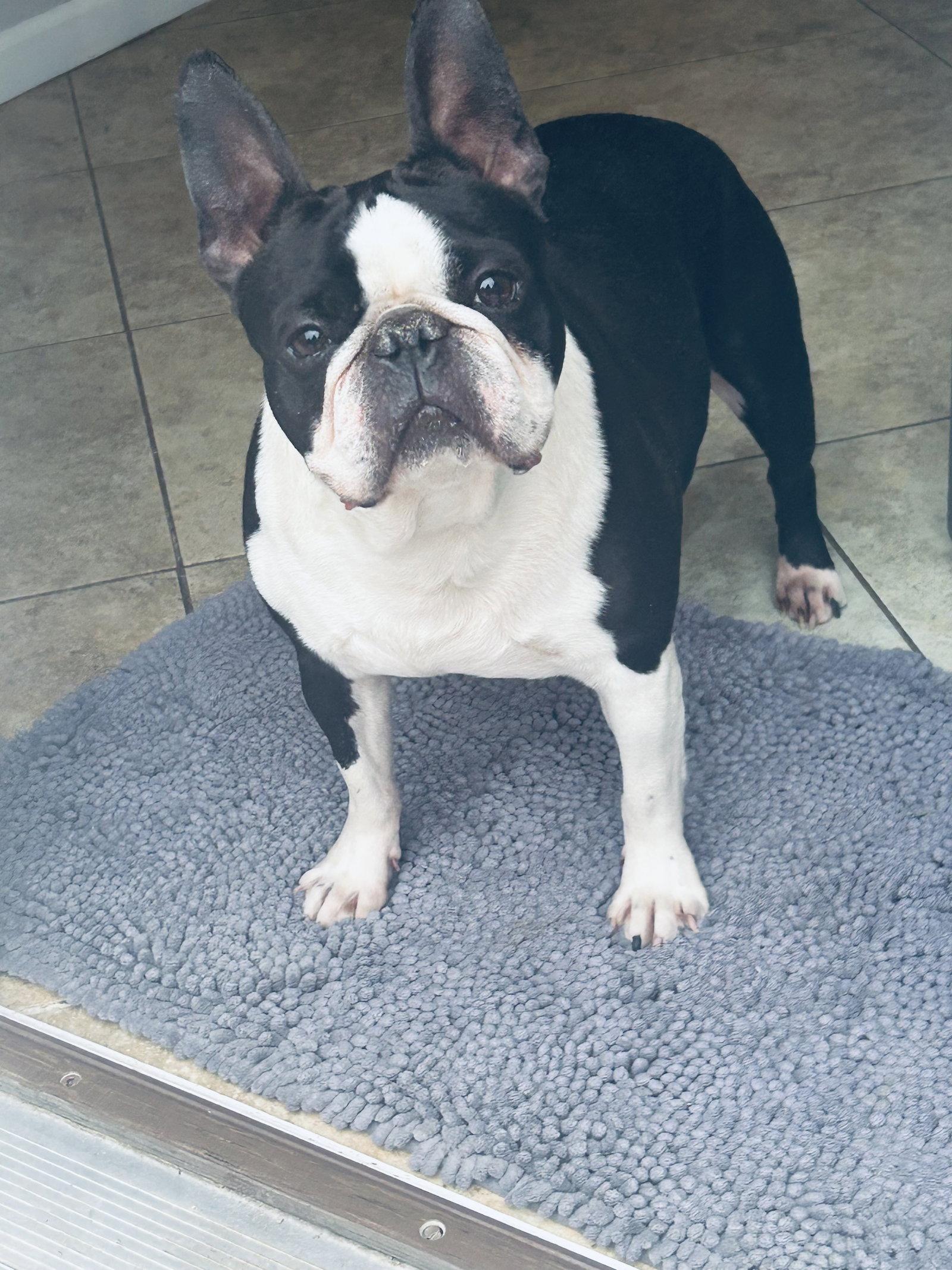 Cooper, Adopted, Adult Male French Bulldog & Boston Terrier.