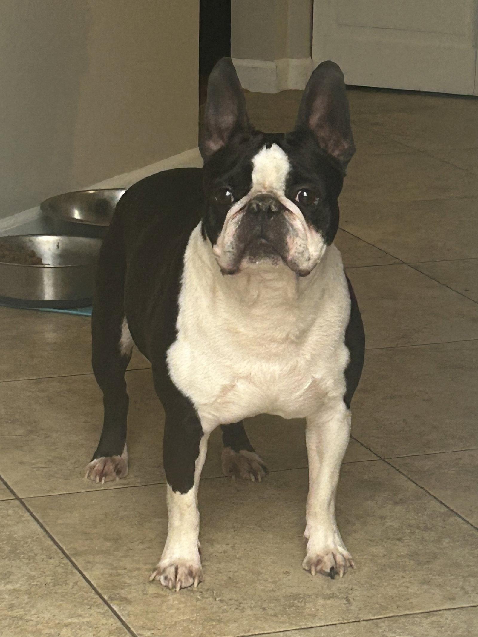 Cooper, a Adopted mixed breed in Fenton, MO image 2/2