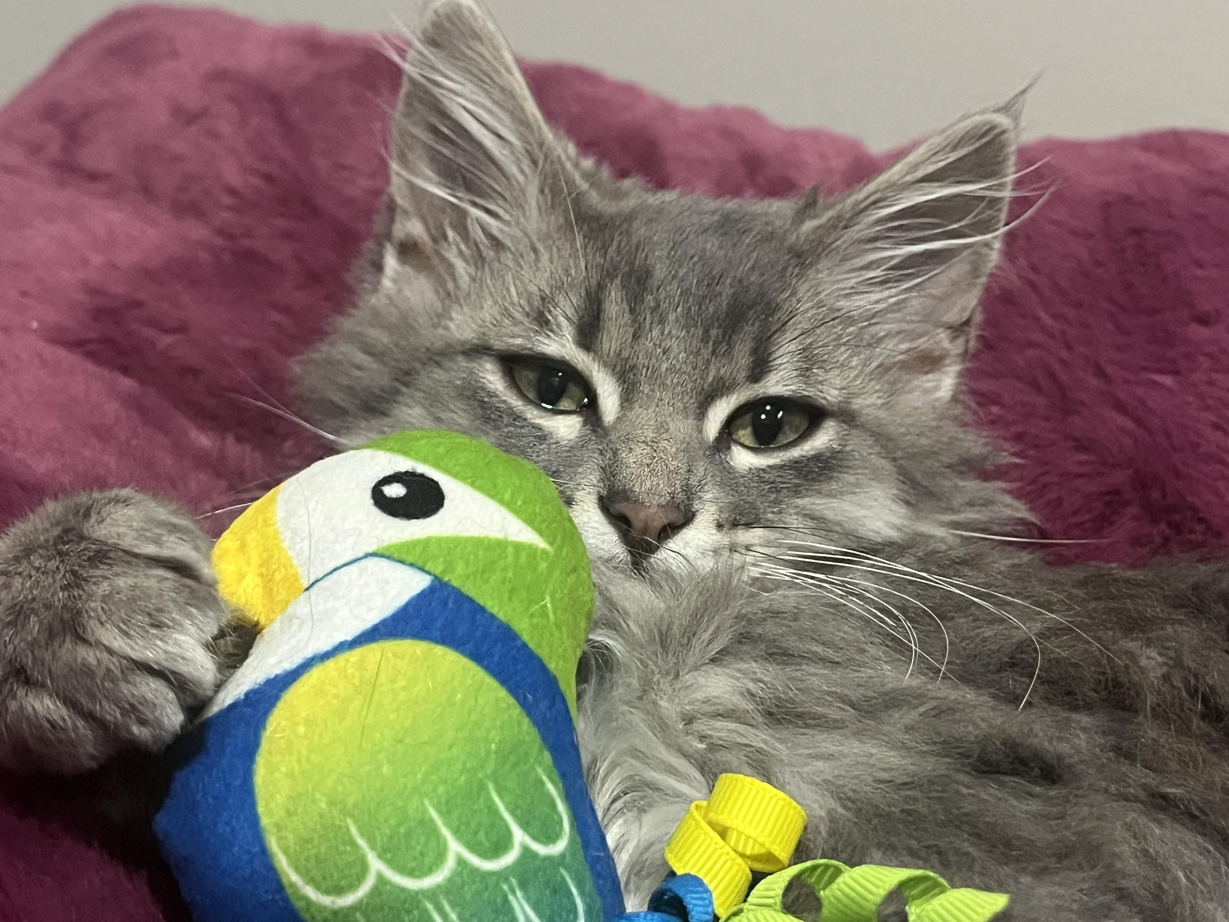 Frodo Baggins, an adopted mixed breed in OVERLAND PARK, KS image 2/4