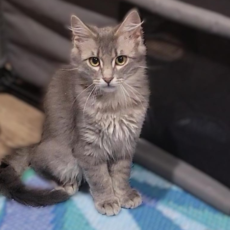 Frodo Baggins, an adopted mixed breed in OVERLAND PARK, KS image 3/4