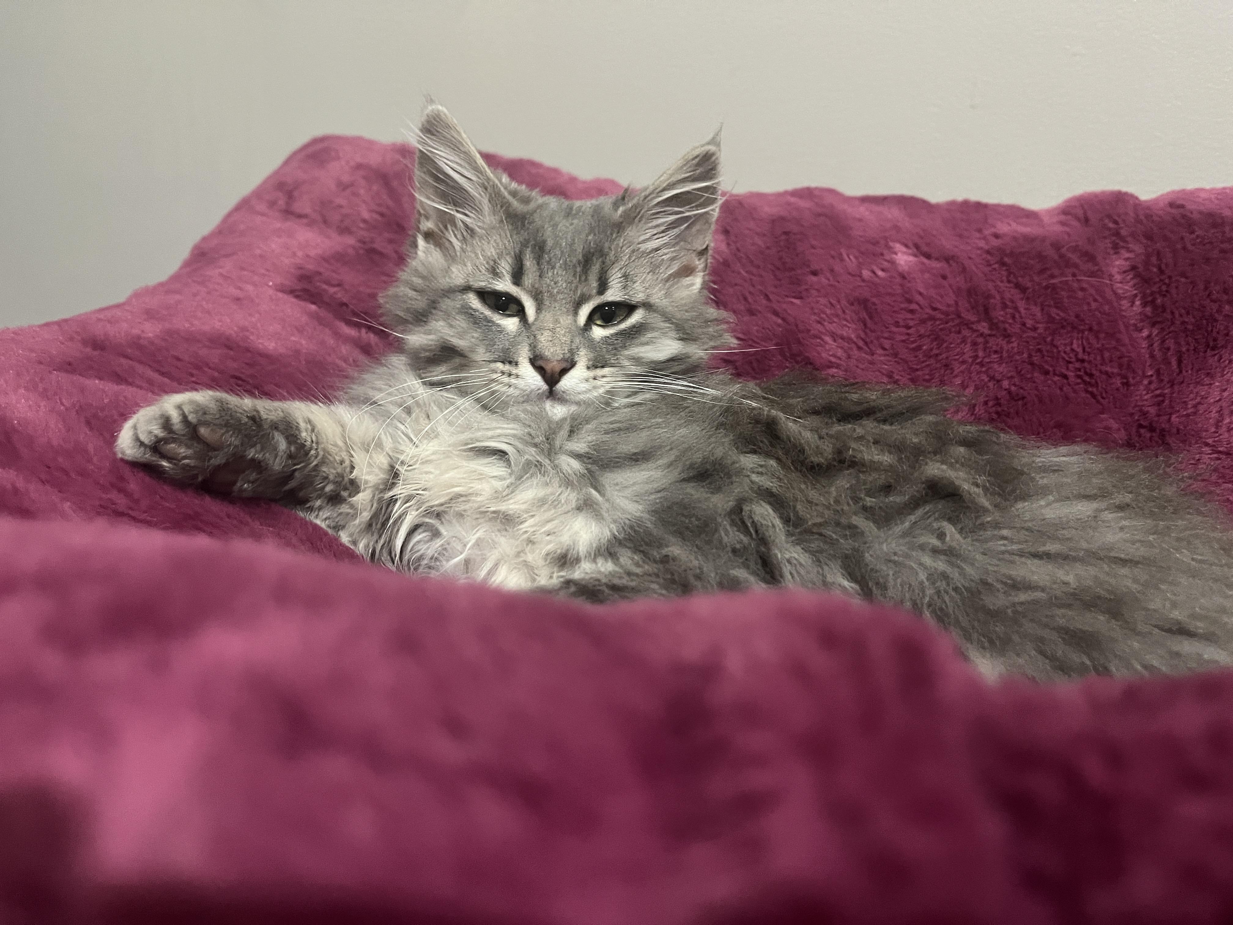 Frodo Baggins, adopted, Kitten Male Domestic Long Hair & Maine Coon.