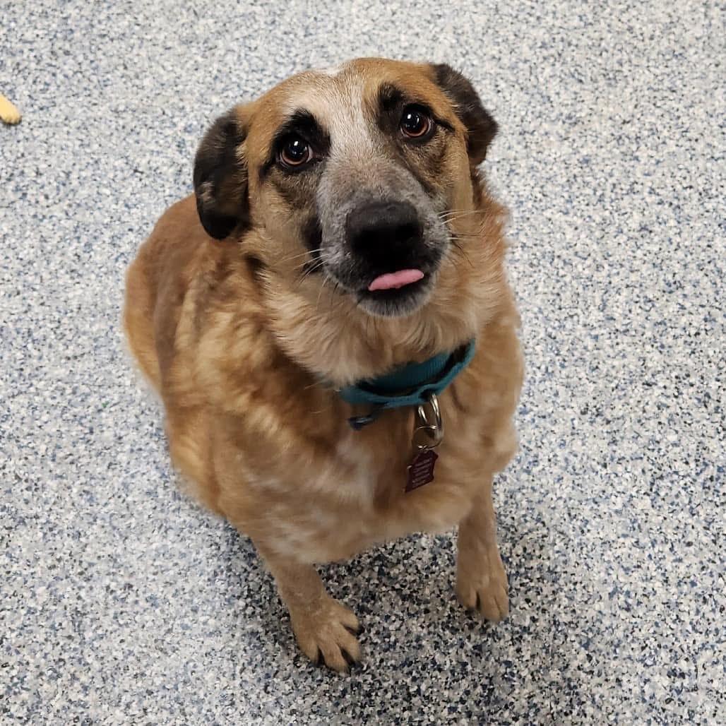 Freya, Adoptable, Adult Female Corgi & Australian Cattle Dog / Blue Heeler.