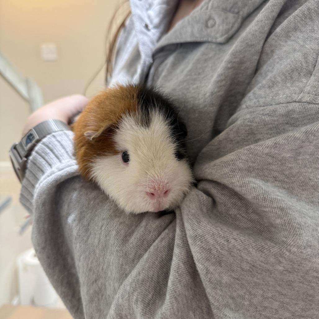 Enlarge Swiss Roll, a Adoptable Guinea Pig in South Burlington, VT image 2/5