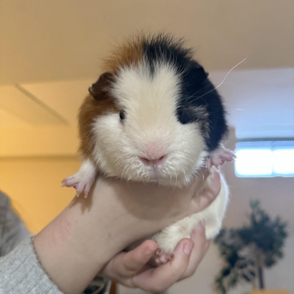 Swiss Roll - Available from Foster, a Adoptable Guinea Pig in South Burlington, VT image 1/5