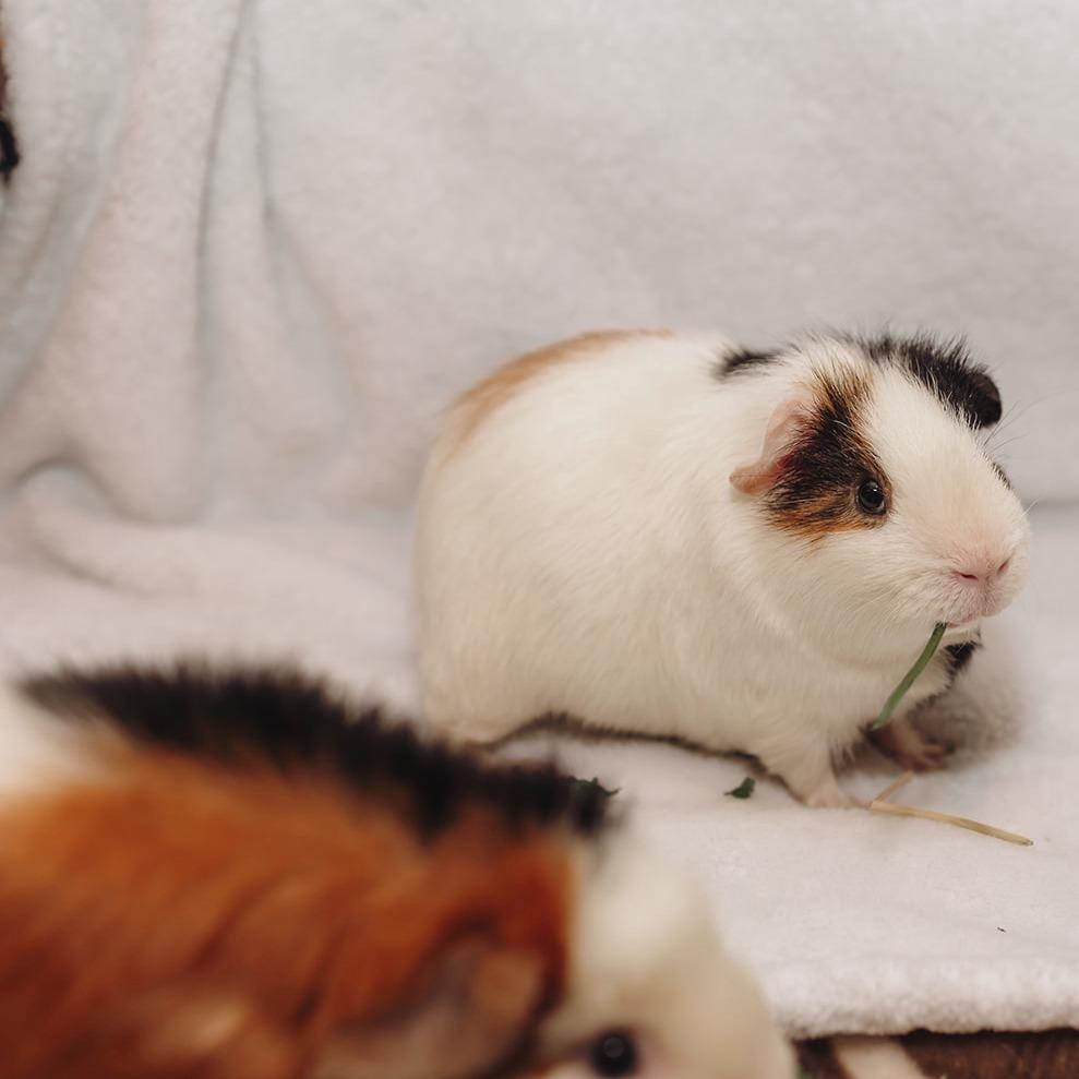 Swiss Roll - Available from Foster, a Adoptable Guinea Pig in South Burlington, VT image 3/5
