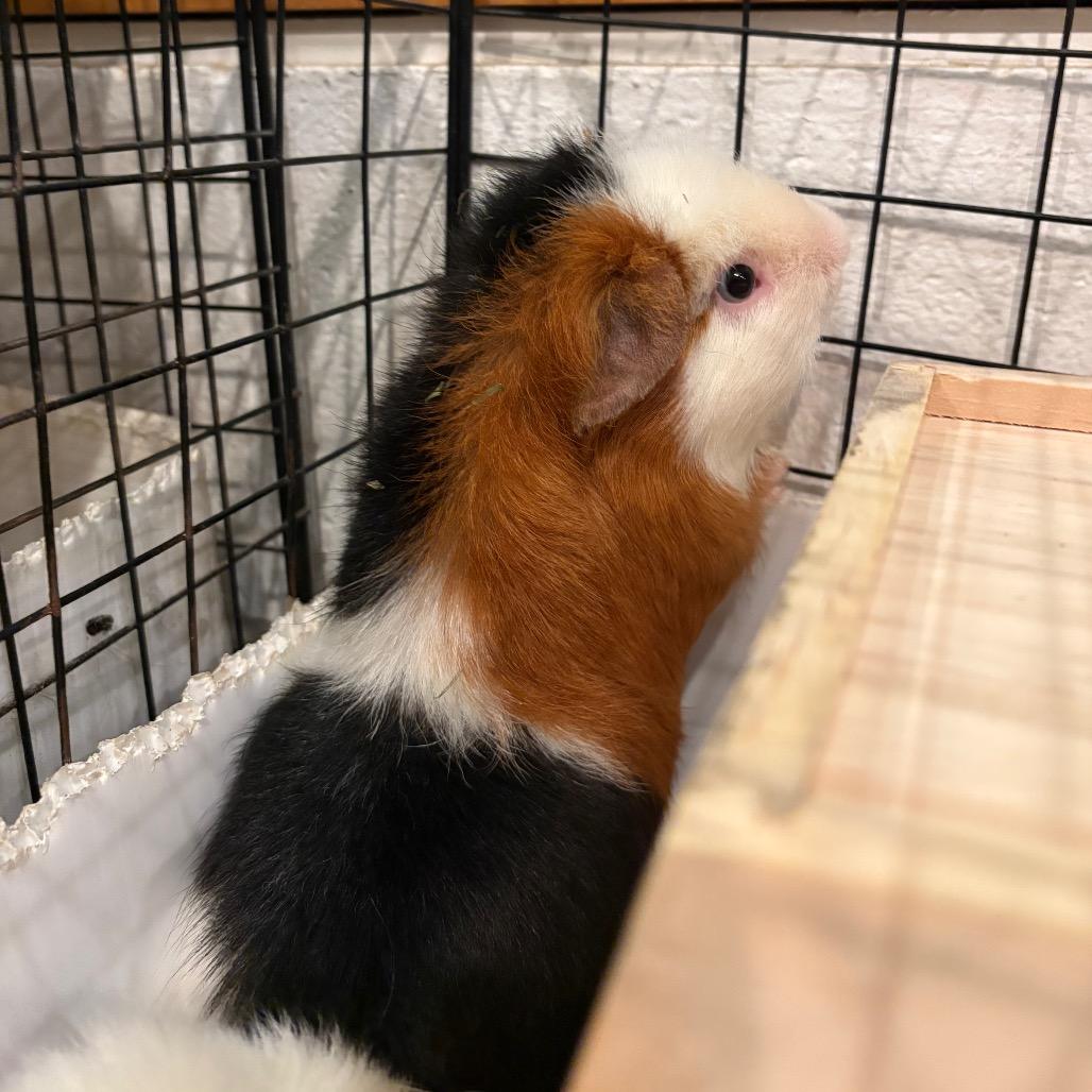 Enlarge Swiss Roll, a Adoptable Guinea Pig in South Burlington, VT image 5/5