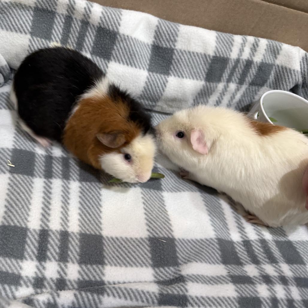 Swiss Roll - Available from Foster, a Adoptable Guinea Pig in South Burlington, VT image 5/5