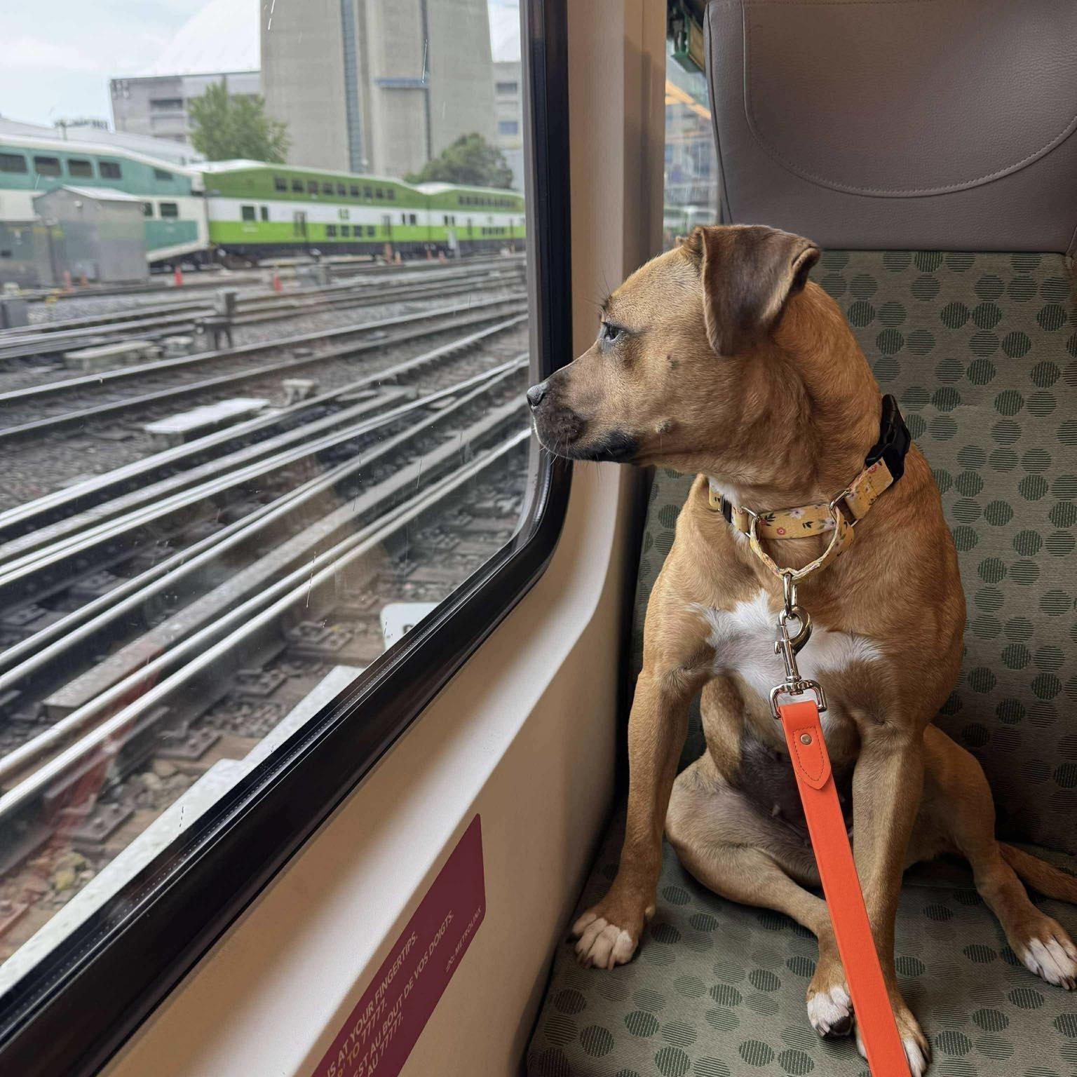 Enlarge Dixie, a Adoptable mixed breed in Toronto, ON image 2/4