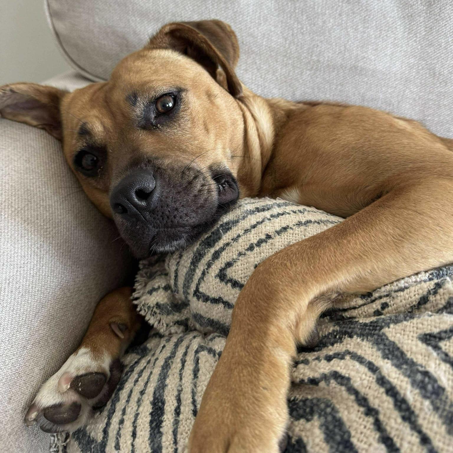 Enlarge Dixie, a Adoptable mixed breed in Toronto, ON image 3/4