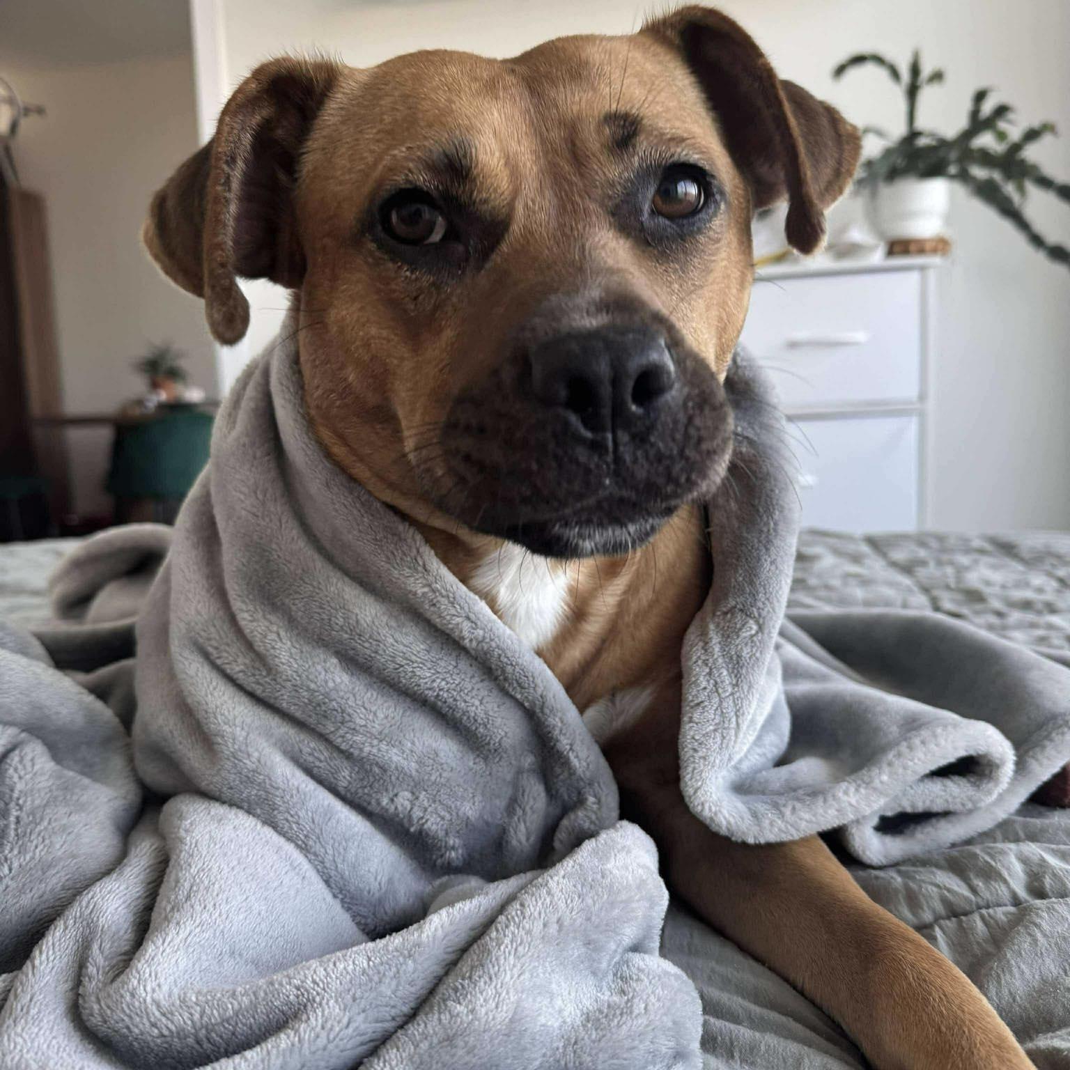 Dixie, Adoptable, Adult Female American Bulldog.