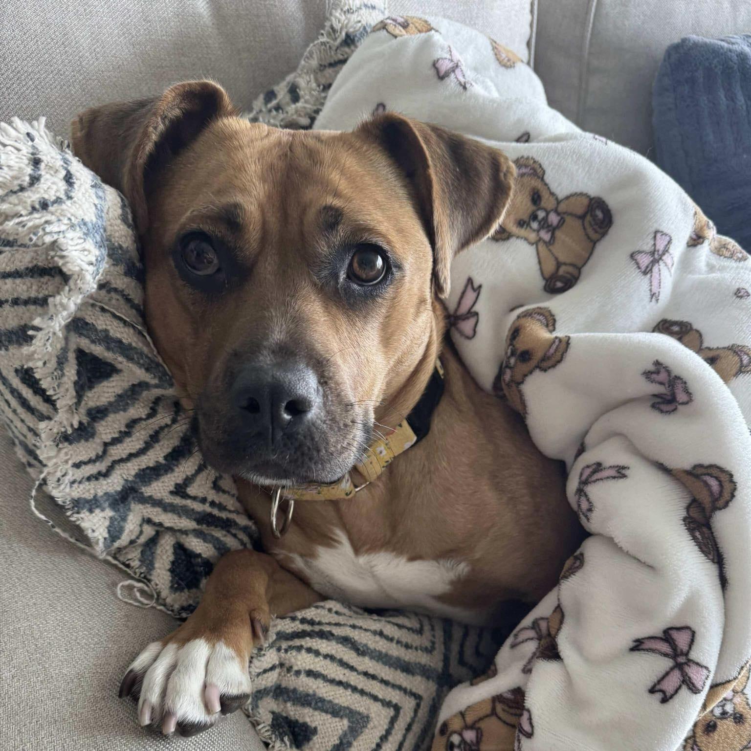 Enlarge Dixie, a Adoptable mixed breed in Toronto, ON image 4/4