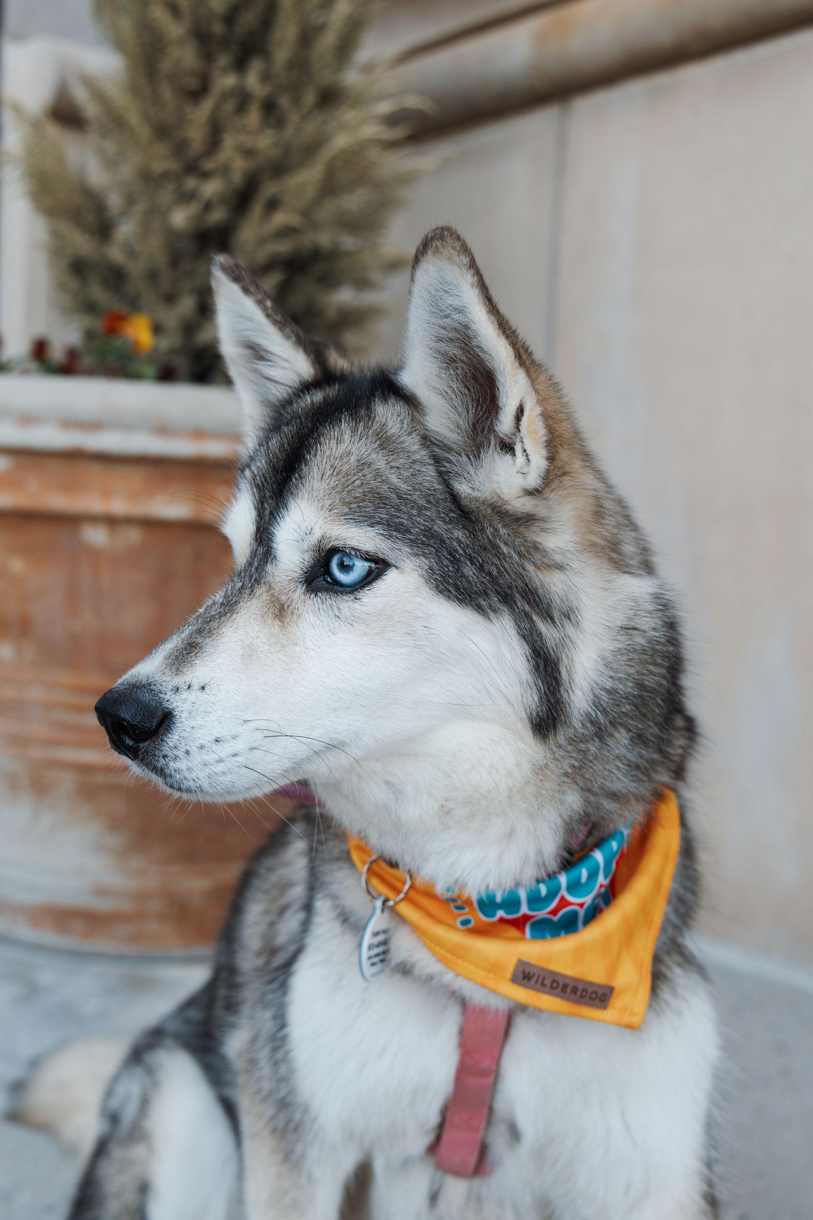 Yara, Adoptable, Adult Female Siberian Husky.