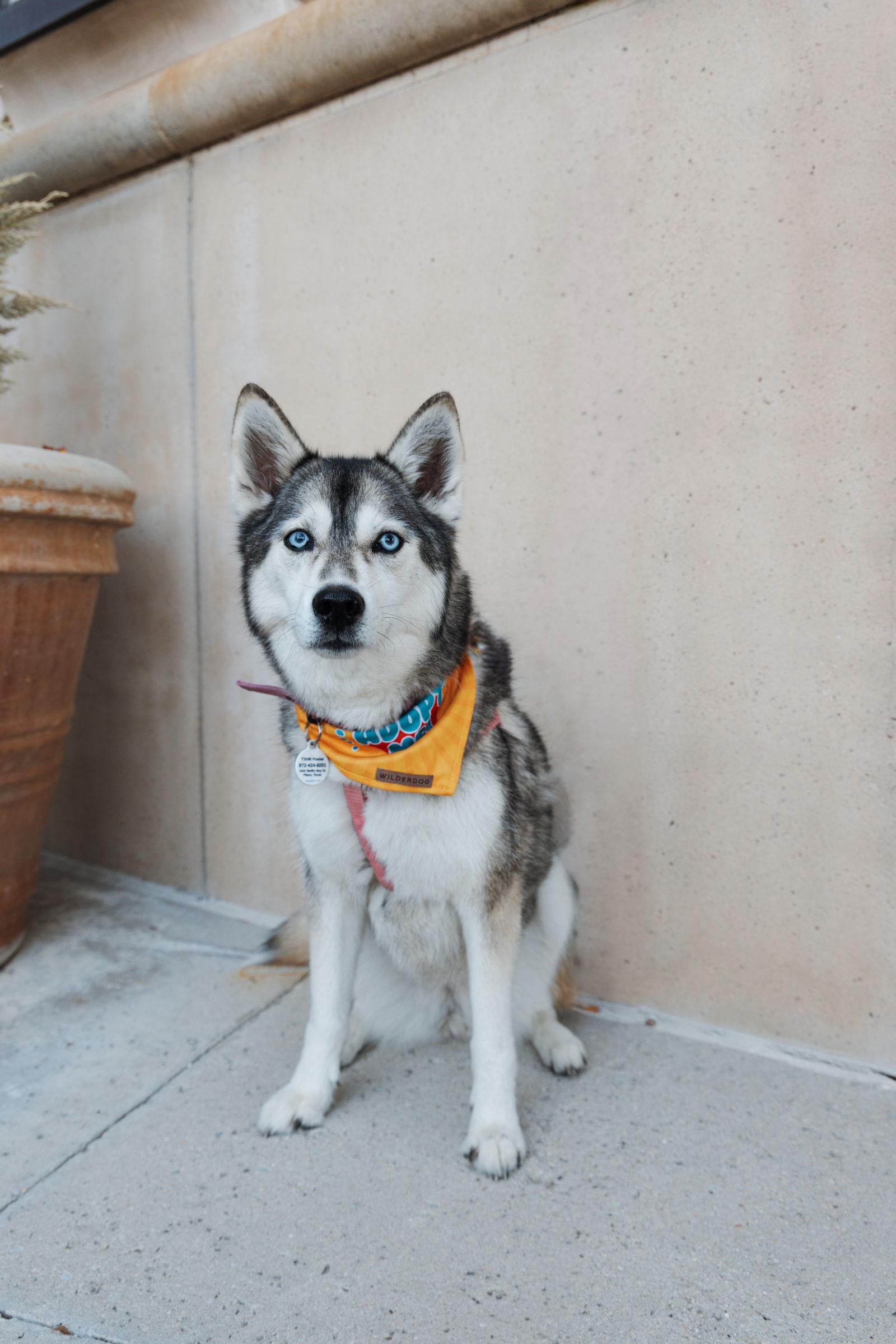 Enlarge Yara, a Adoptable Siberian Husky in Carrollton, TX image 2/3