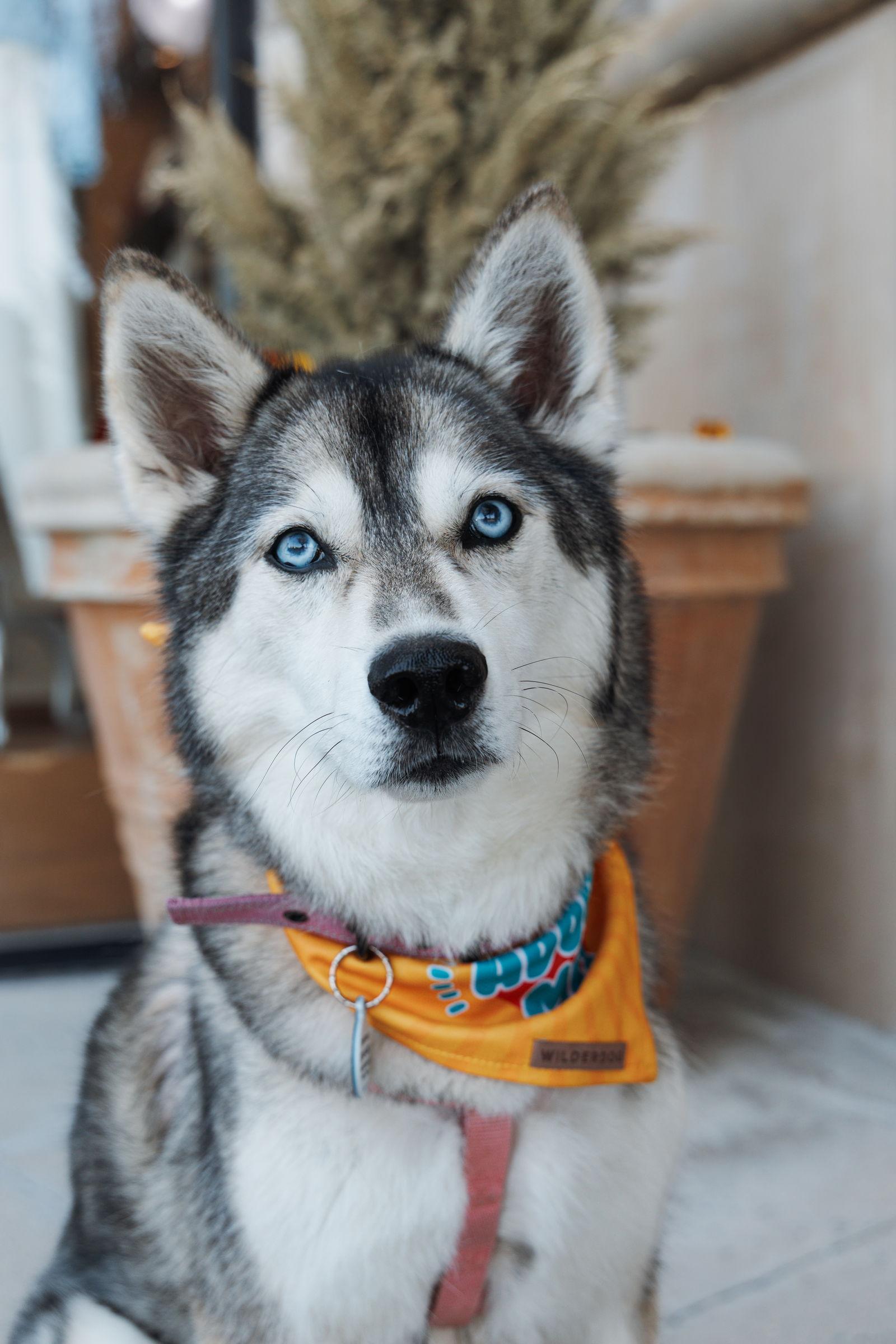 Enlarge Yara, a Adoptable Siberian Husky in Carrollton, TX image 3/3