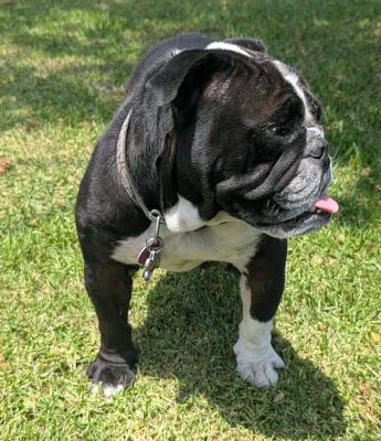 Enlarge Mariah, an adopted English Bulldog in Santa Paula, CA image 2/2