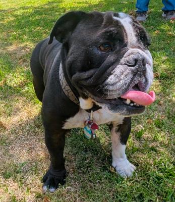 Mariah, adopted, Young Female English Bulldog.