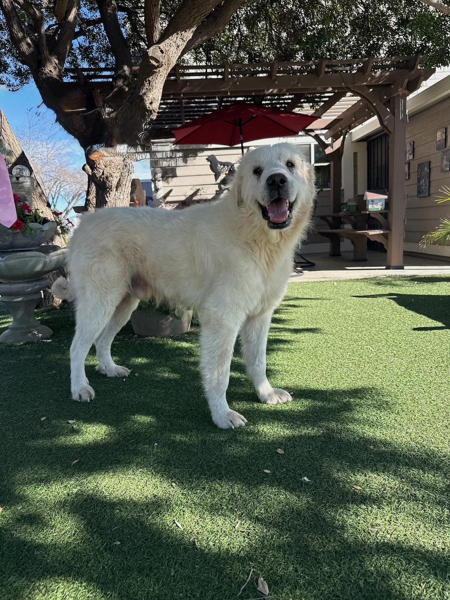 Moses, ADOPTABLE, Senior Male Great Pyrenees.