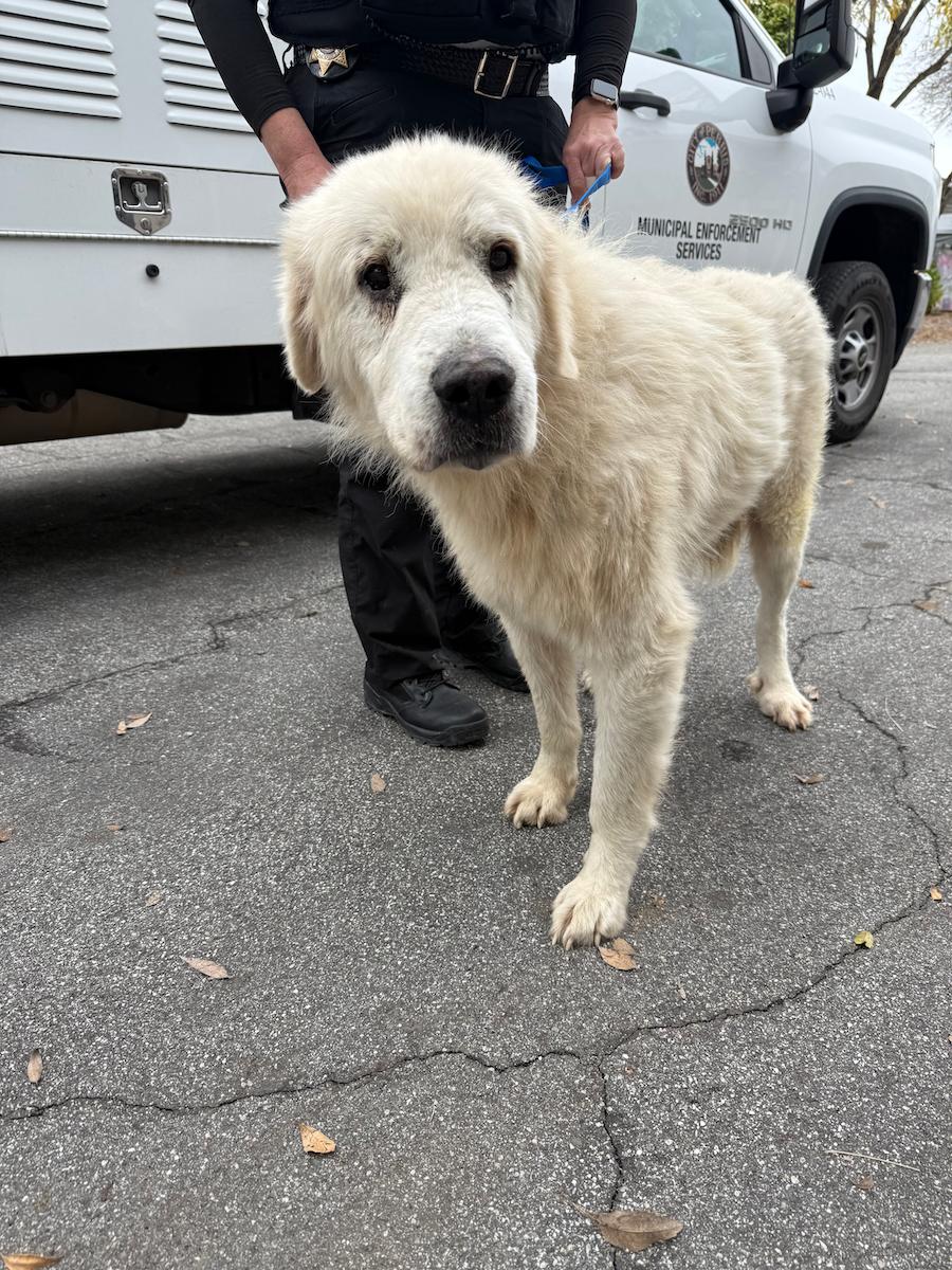 Moses, a ADOPTABLE Great Pyrenees in Temecula, CA image 2/2