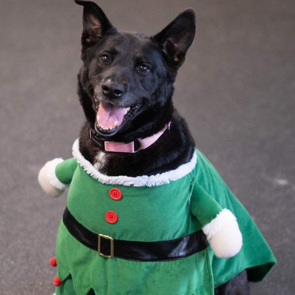 Diamond, Adoptable, Senior Female German Shepherd Dog & Black Labrador Retriever.