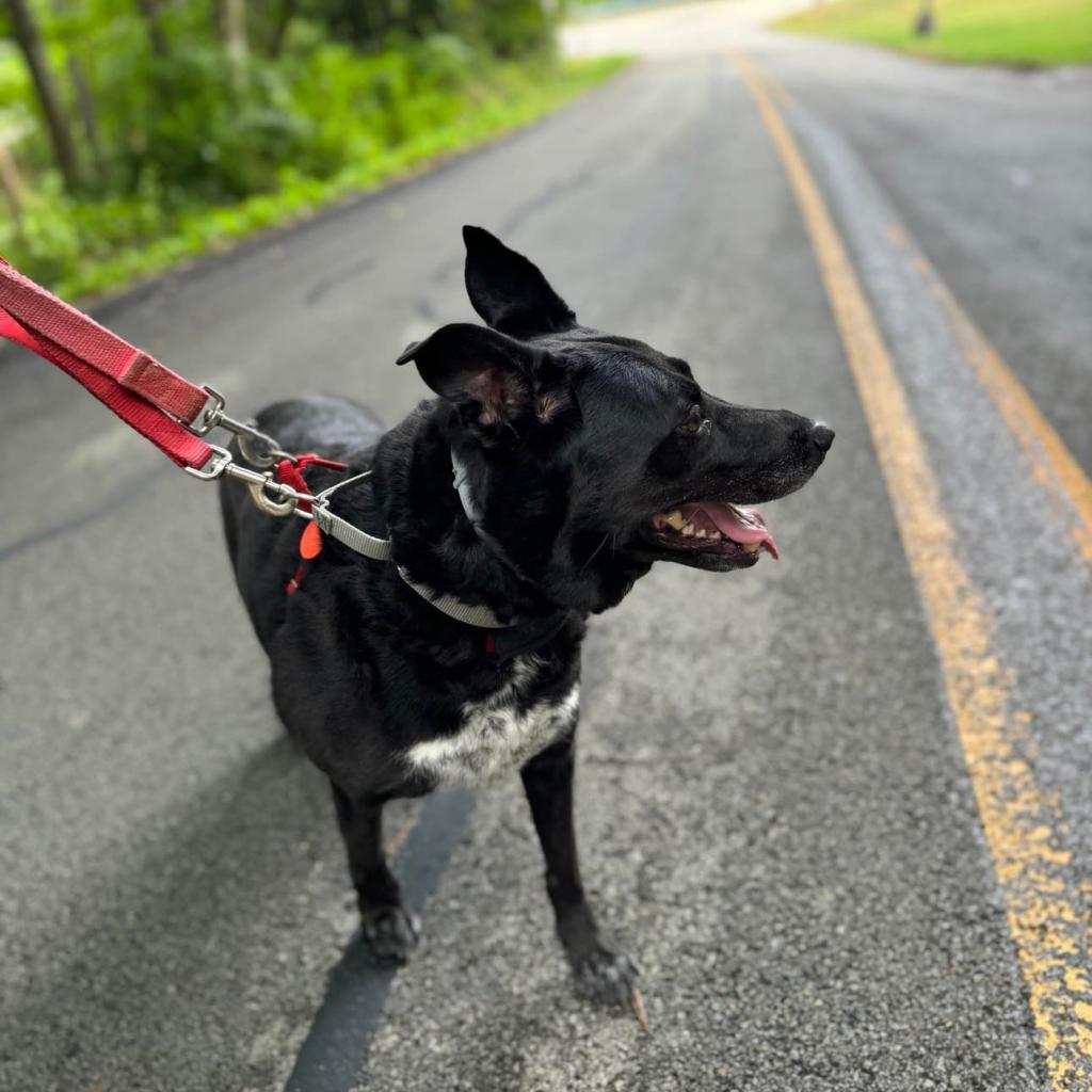Enlarge Diamond, a Adoptable mixed breed in Irwin, PA image 3/6