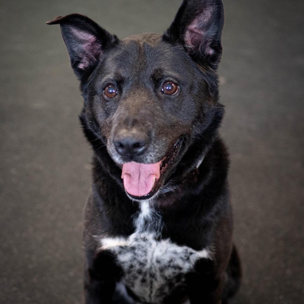 Enlarge Diamond, a Adoptable mixed breed in Irwin, PA image 4/6