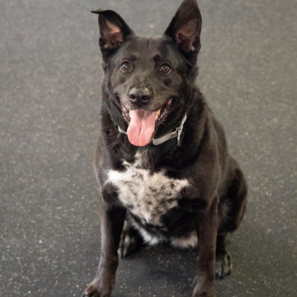 Enlarge Diamond, a Adoptable mixed breed in Irwin, PA image 5/6