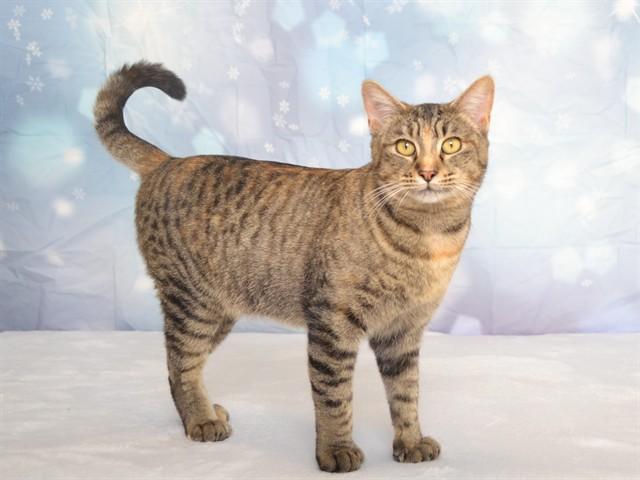 PETRI, Adoptable, Adult Female Domestic Short Hair.