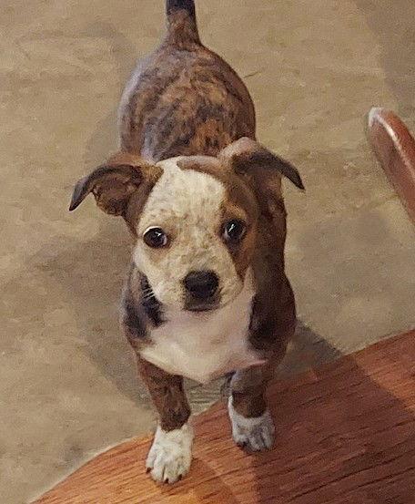 **ROSITA**, Adoptable, Puppy Female Boston Terrier.