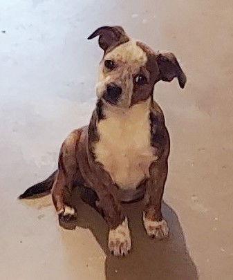 Enlarge **ROSITA**, a Adoptable Boston Terrier in North Prairie, WI image 2/3