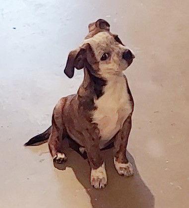 Enlarge **ROSITA**, a Adoptable Boston Terrier in North Prairie, WI image 3/3