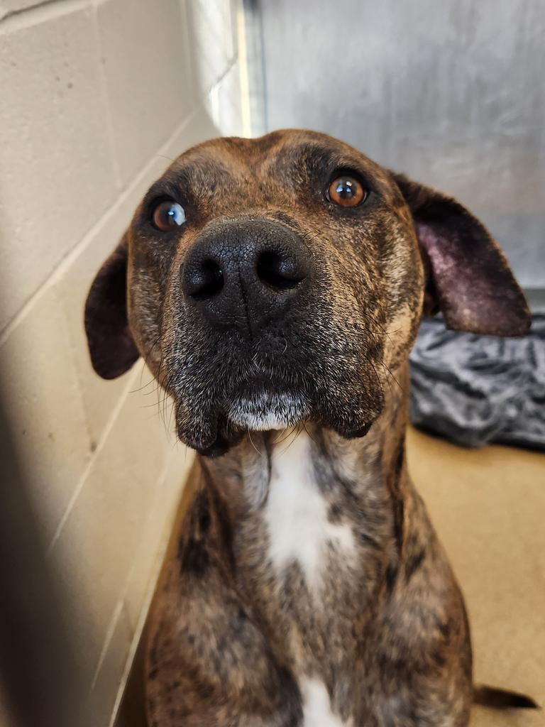 Enlarge Lucas, a Adoptable Mixed Breed in Grand Forks, ND image 1/1