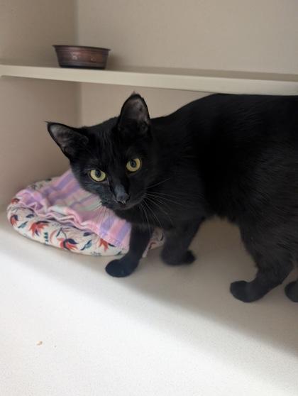 Margy, Adoptable, Adult Female Domestic Short Hair & Domestic Short Hair.