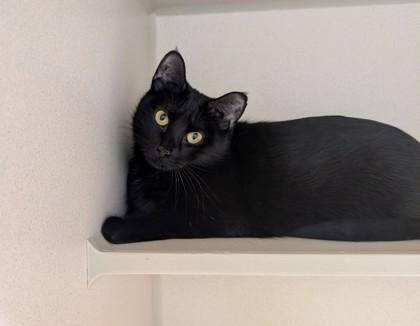 Enlarge Margy, a Adoptable mixed breed in Divide, CO image 1/1