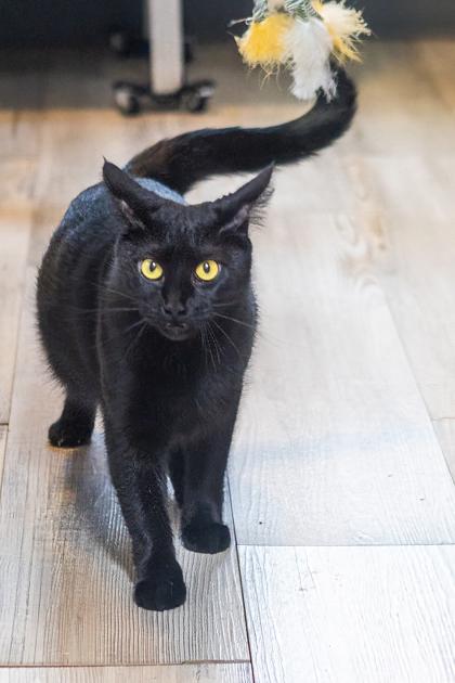 Margy, Adoptable, Adult Female Domestic Short Hair & Domestic Short Hair.