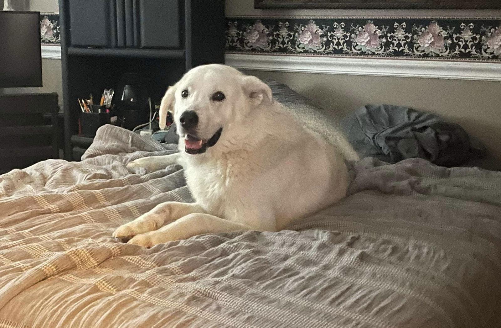 Sokka/Odin, Adoptable, Senior Male Akbash.