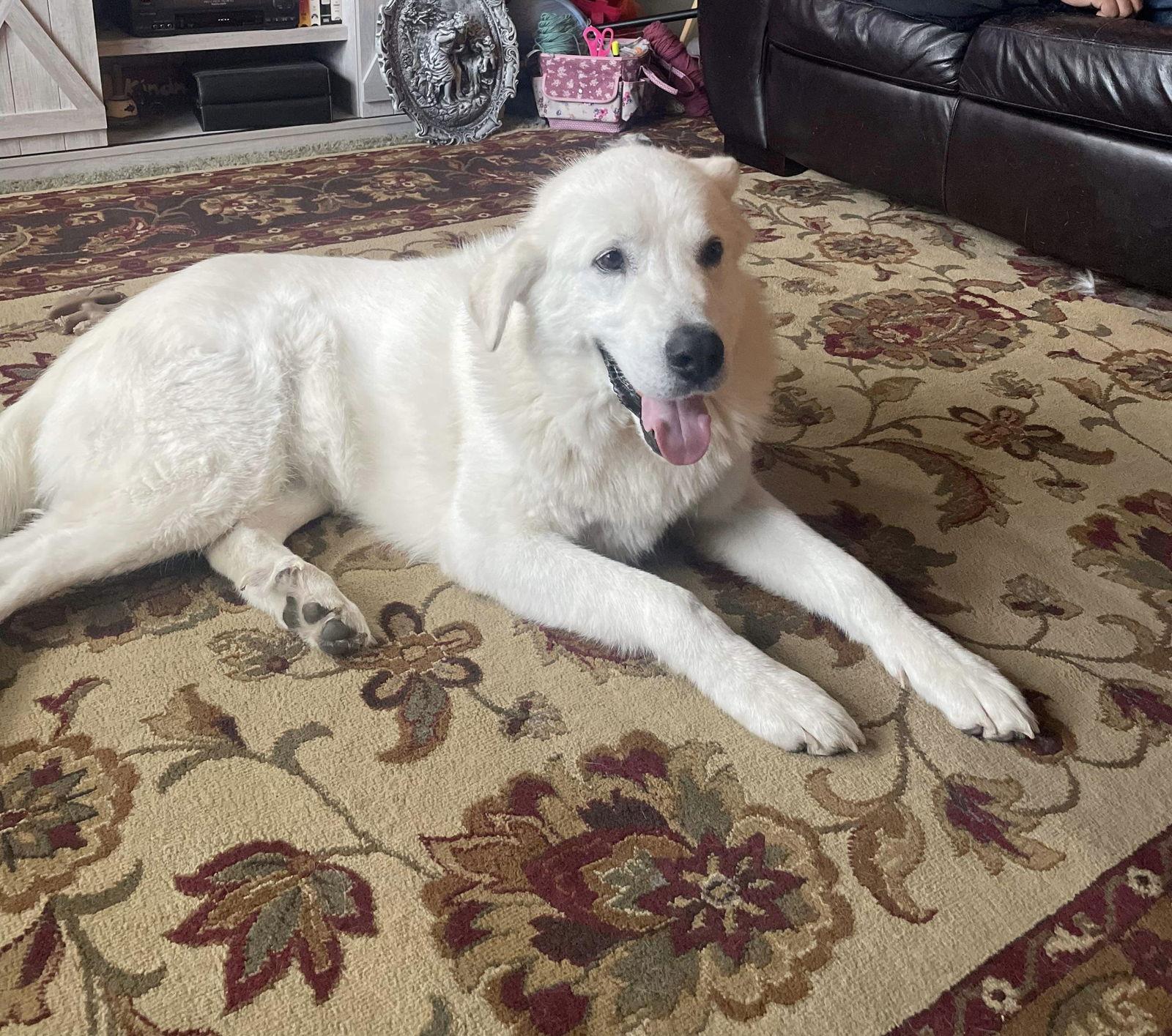 Sokka/Odin, a Adoptable Akbash in Bountiful, UT image 2/3