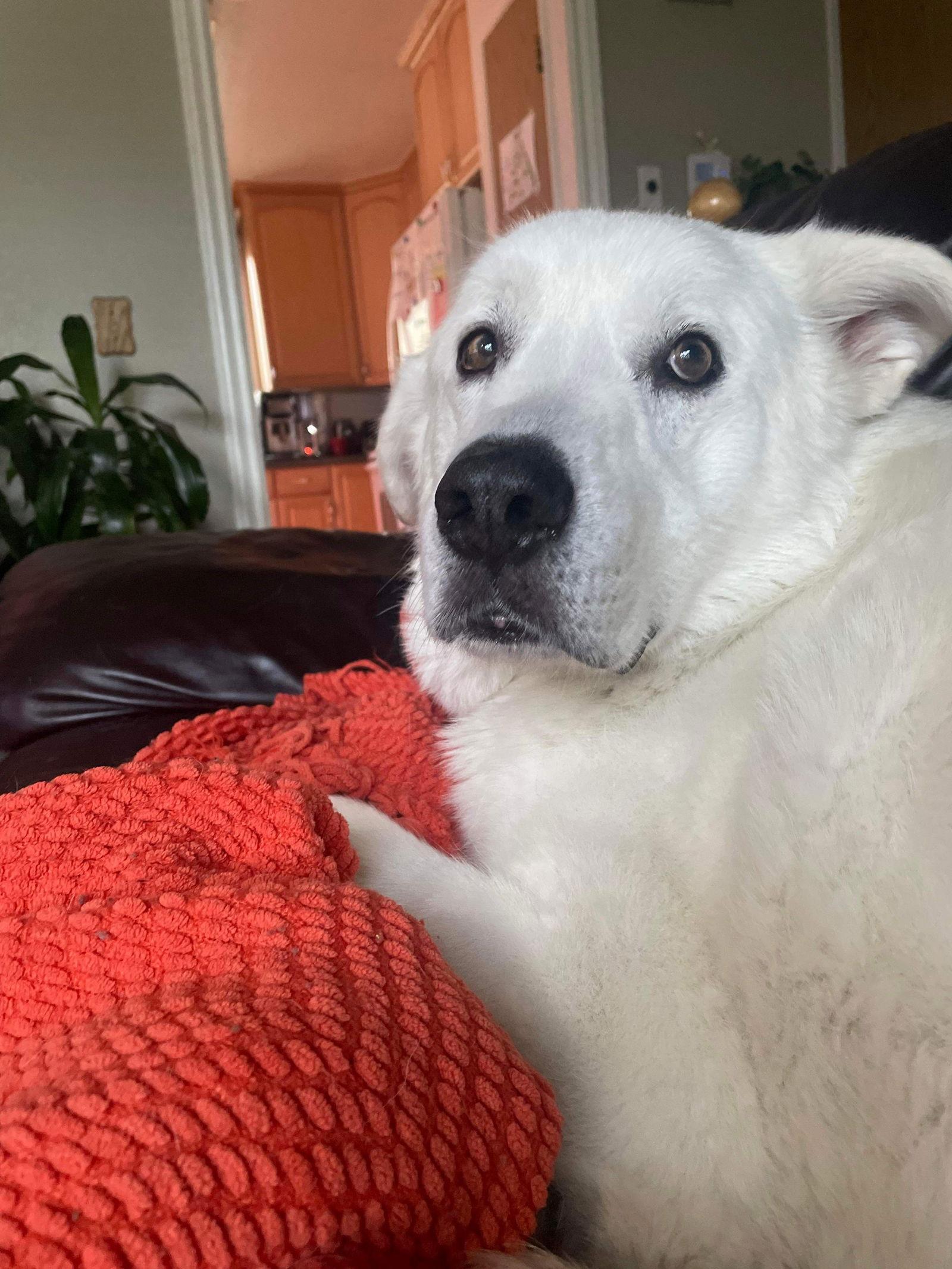 Sokka/Odin, a Adoptable Akbash in Bountiful, UT image 3/3