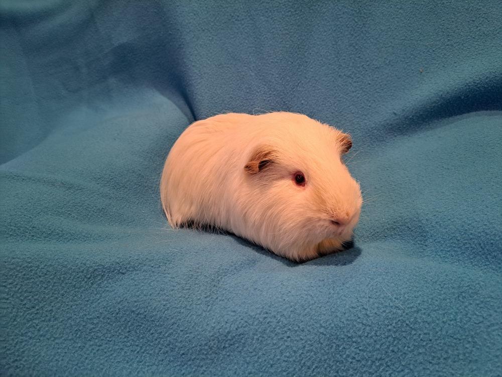 Marshmallow, Adoptable, Adult Male Guinea Pig & Guinea Pig.
