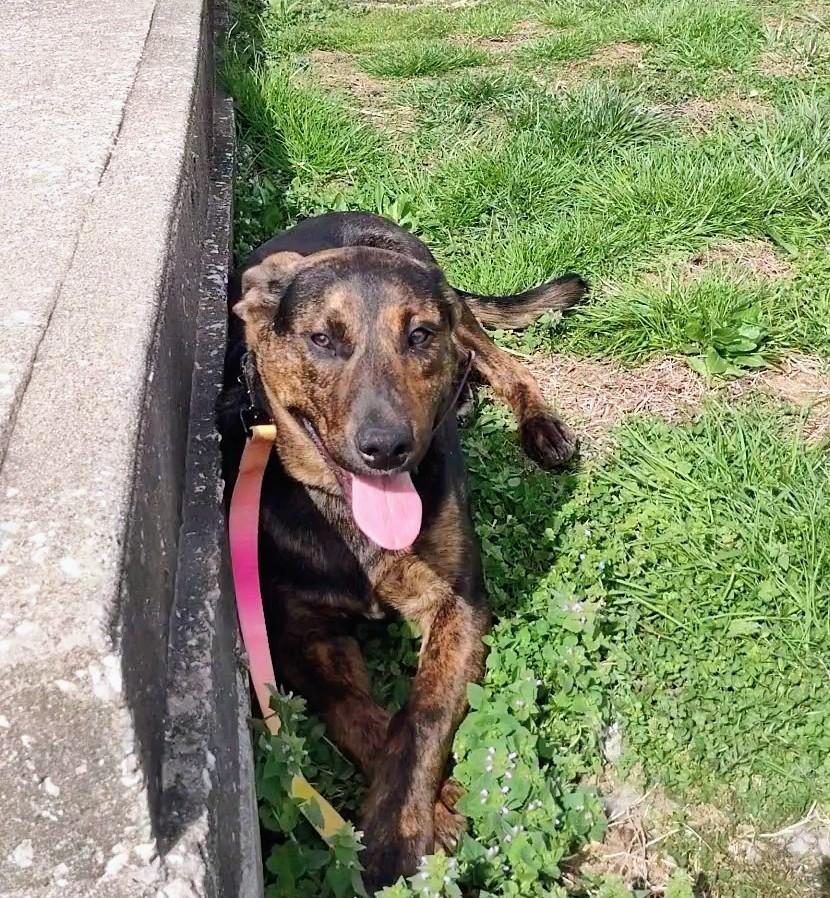 Enlarge Percy, a Adoptable mixed breed in Clay City, KY image 1/4