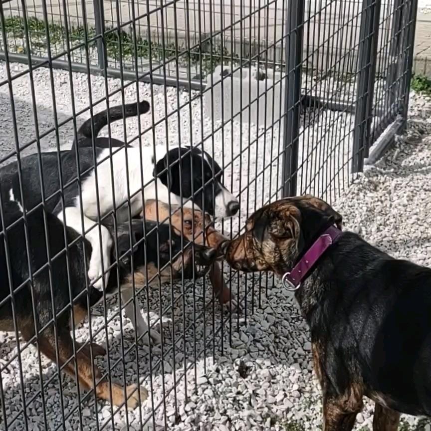 Enlarge Percy, a Adoptable mixed breed in Clay City, KY image 3/4