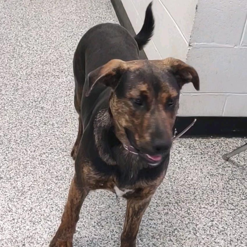 Enlarge Percy, a Adoptable mixed breed in Clay City, KY image 2/4