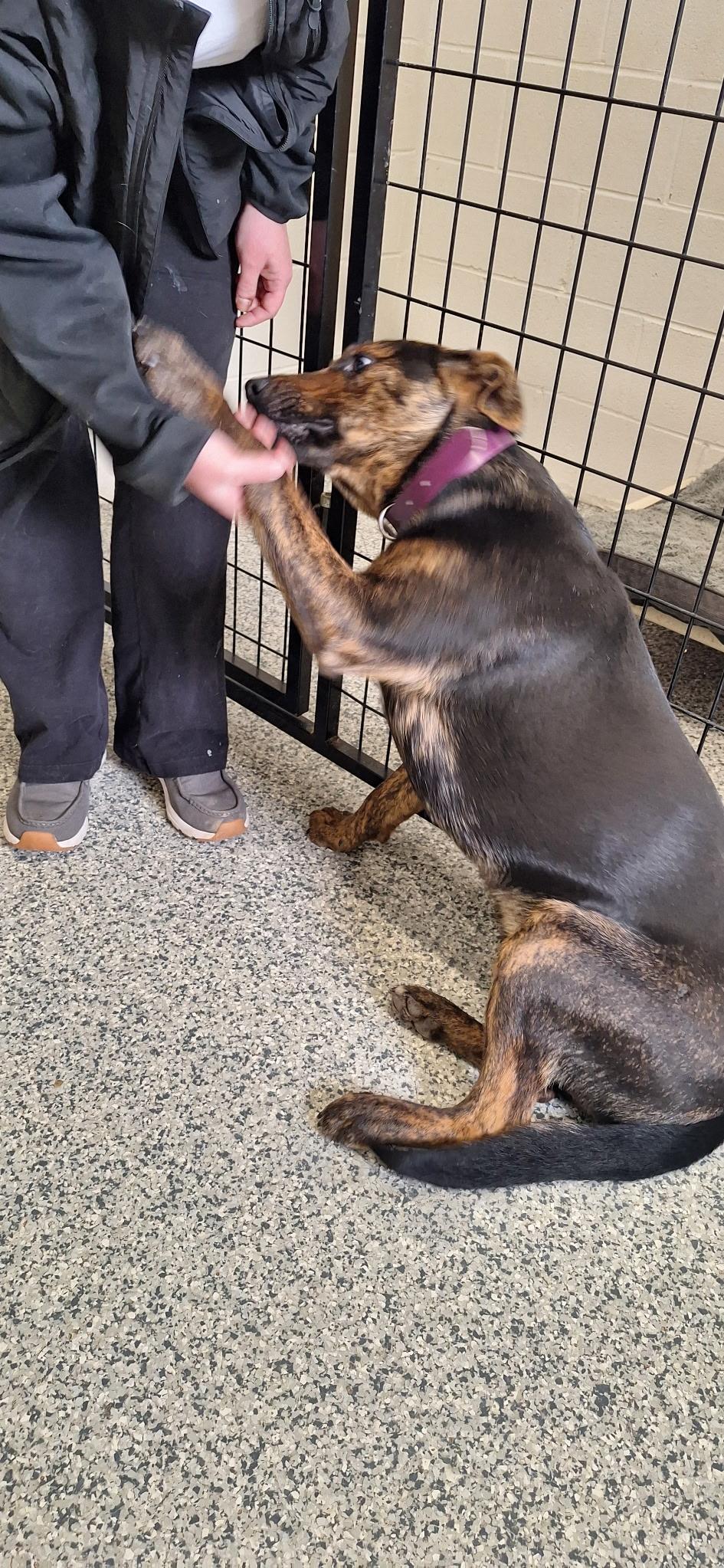 Enlarge Percy, a Adoptable mixed breed in Clay City, KY image 4/4