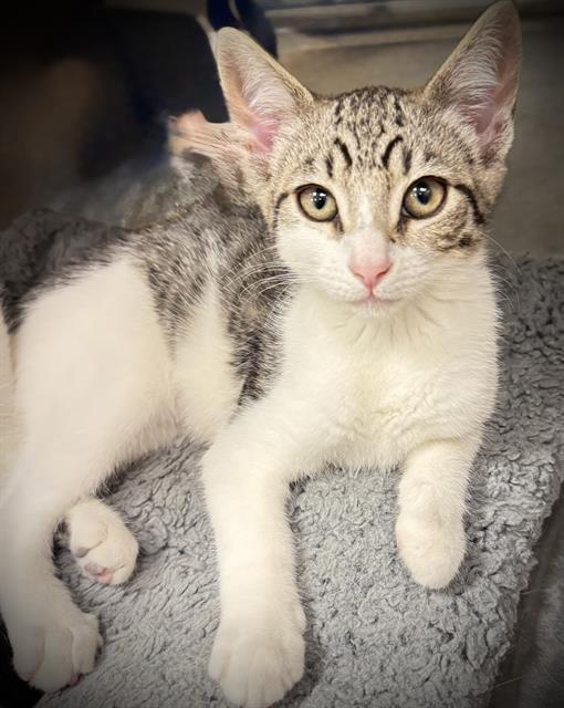 PEBBLE*, Adoptable, Kitten Female Domestic Short Hair.