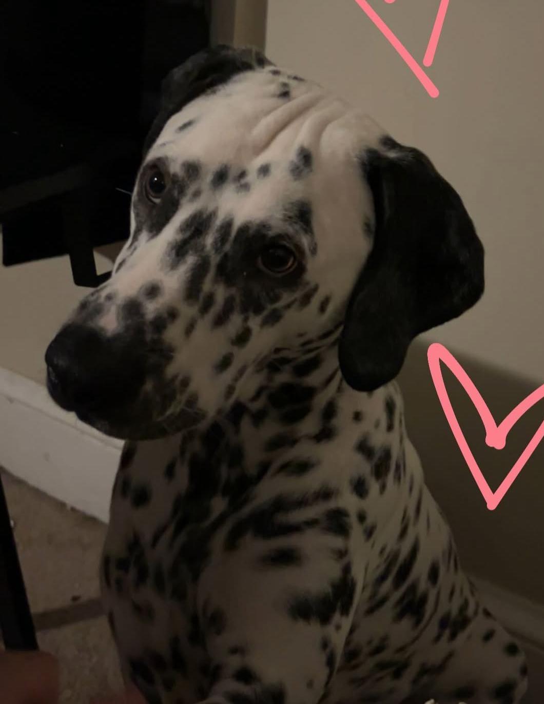 Gus-Mount Holly, NJ, an adopted Dalmatian in Moline, IL image 1/2