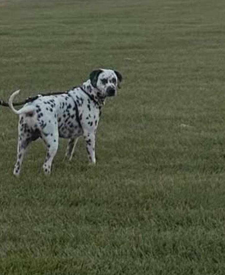 Gus-Mount Holly, NJ, an adopted Dalmatian in Moline, IL image 2/2