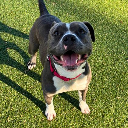 Bella-Blue, Adoptable, Adult Female Terrier & Mixed Breed.